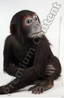Chimpanzee - Pan troglodytes 0001